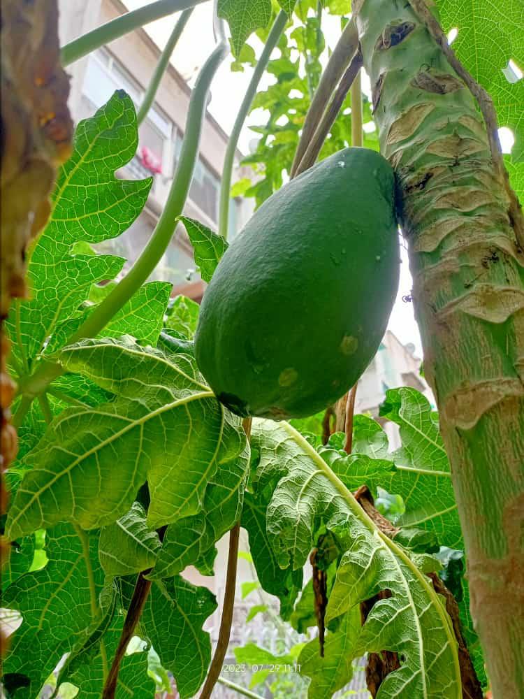 Healthy Organic Plants